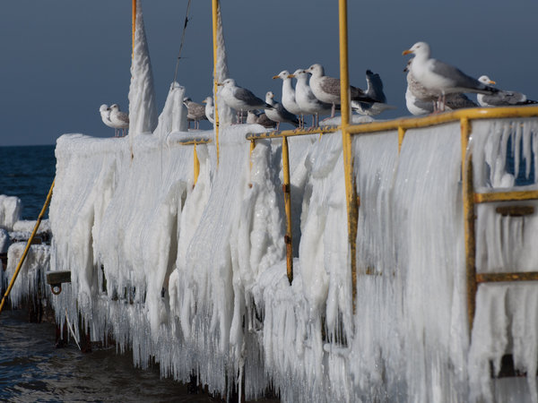 Gąski im Winter — Foto 14